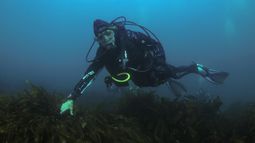 Oceanógrafa Sylvia Earle bucea en la Reserva Nacional Pingüino de Humboldt y llama a las autoridades a protegerla