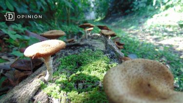 El Desconcierto | 3085 reino fungi.jpg