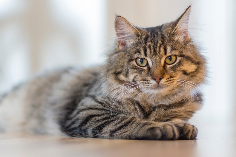 Imagen referencial de un gato.&nbsp;