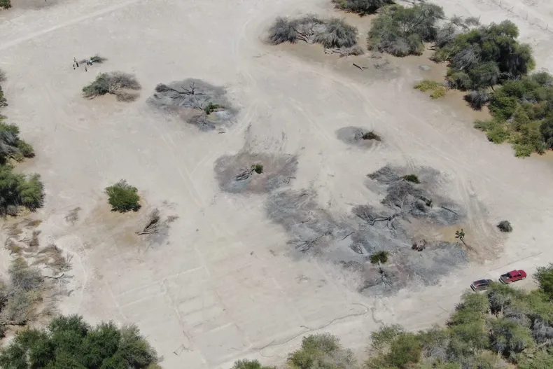 12582 tamarugos.webp