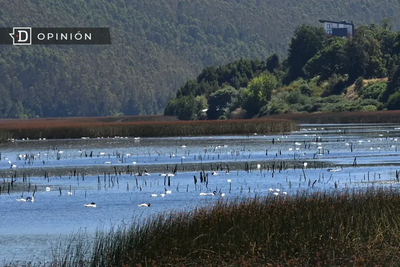 30361 humedal en valdivia.webp