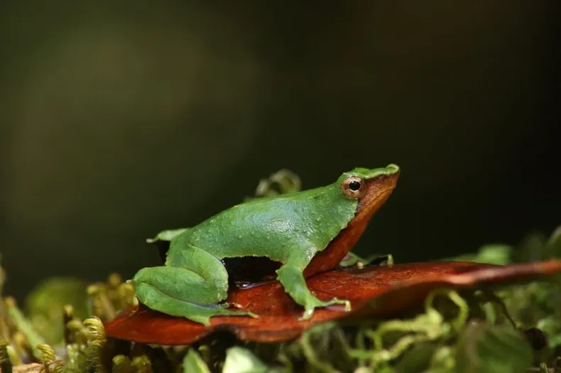 30290 ranita darwin.webp