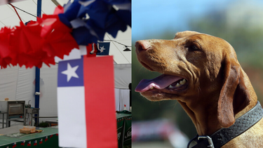 Con canil cerrado, clínica móvil y juegos criollos se desarrollará la primera fonda para perros