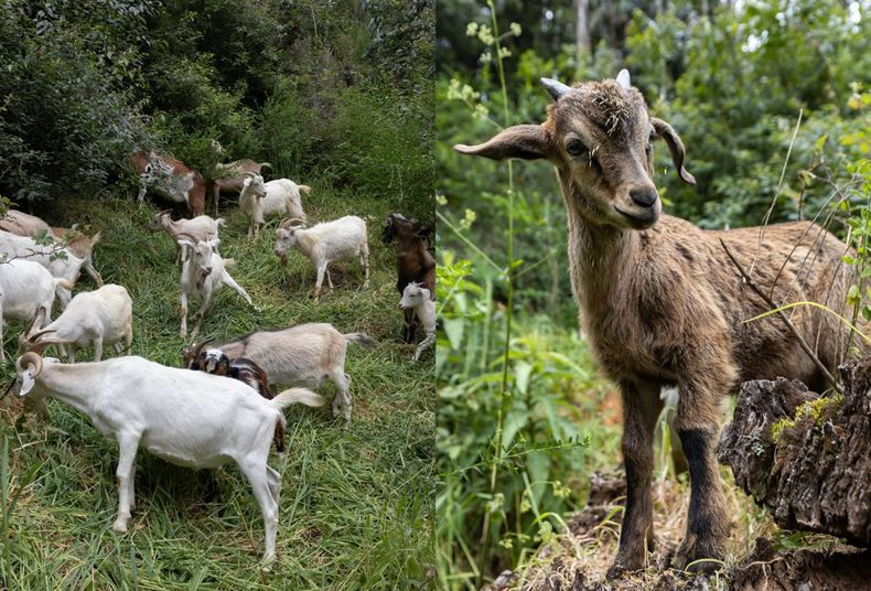 Proyecto Buena Cabra ayuda a prevenir incendios forestales