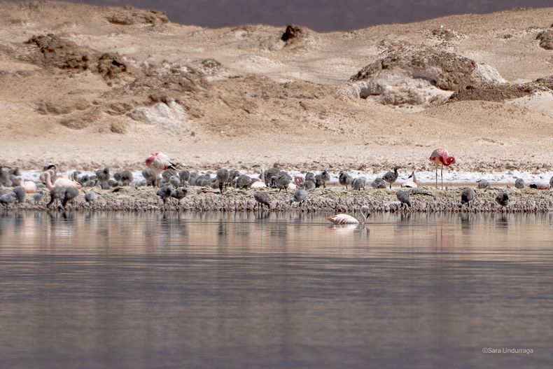 Flamencos andinos encuentran refugio en Maricunga mientras avanza la exploración de litio