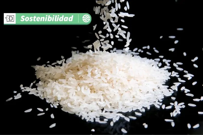 10049 arroz1ok.webp
