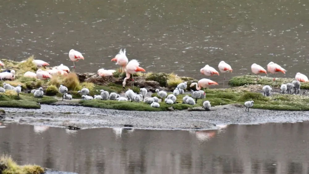 Captan a 300 flamencos chilenos nidificando en Parque Nacional Lauca después de 33 años y con inusual comportamiento