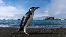 Playas de la isla Decepción en la Antártica presentan microplásticos, evidenciando contaminación en uno de los lugares más remotos / Agencia Uno