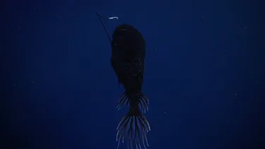 La avanzada tecnología que exige la naturaleza para ser observada en áreas inexploradas a 4.500 mts bajo el mar chileno