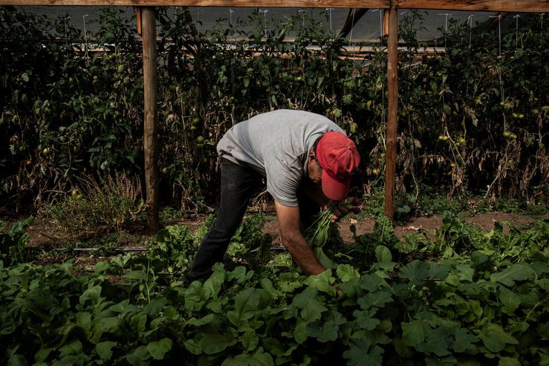 Imagen referencial sobre agricultura - Agencia Uno