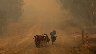 Animalistas desplegados en zonas afectadas por incendios: Es imposible no sentir dolor