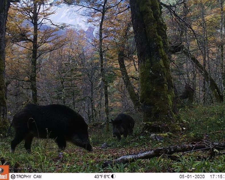 jabali 600x480 1.jpg