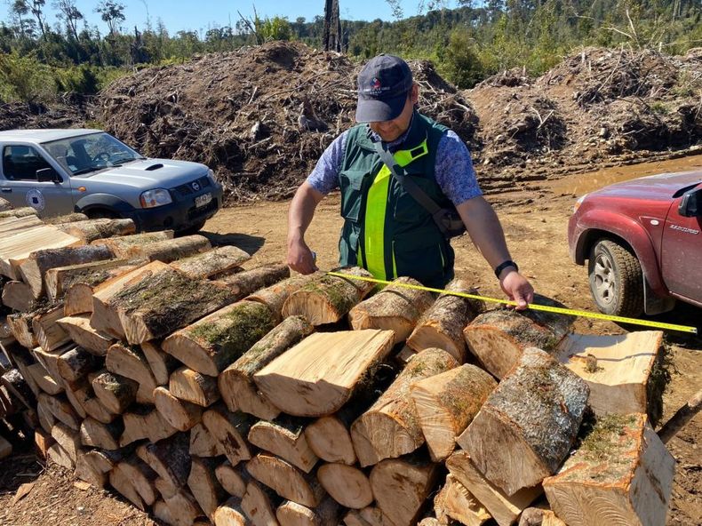 SMA fiscaliza con CONAF denuncia sobre tala de bosque nativo en proyecto inmobiliario paralizado  e1666272890600.jpeg