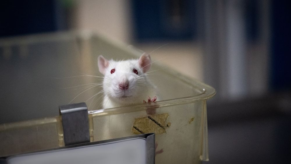 Foto: We Animals & Te Protejo