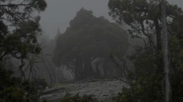 VIDEO| Mini documental de BBC muestra el árbol más viejo del planeta, que está en Chile