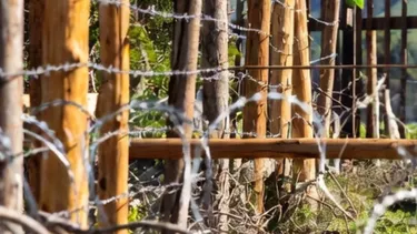 Bloquearon con estacas, alambre y troncos callejón usado por más de 30 años y dejaron sin acceso a vecinos: Corte ordenó despeje