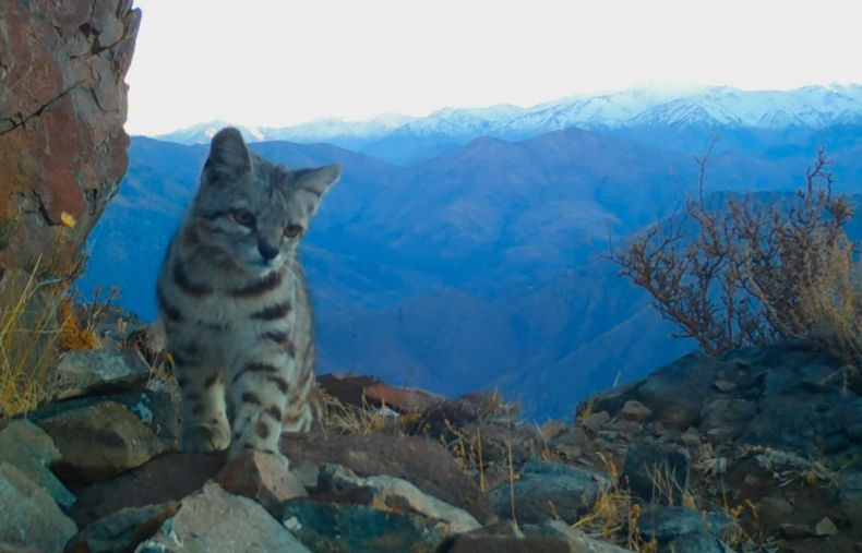 gato andino 1.jpg