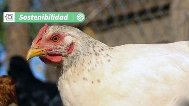 Bienestar animal y humano: Reporte de ONG vela por la producción de huevos libres de jaulas