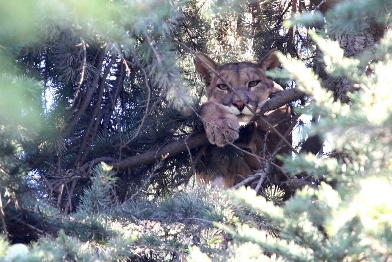 Pumas en Chile scaled e1712611660294.jpg