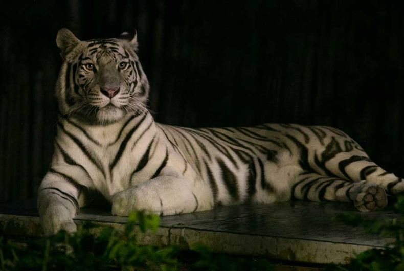 Buin Zoo.jpg