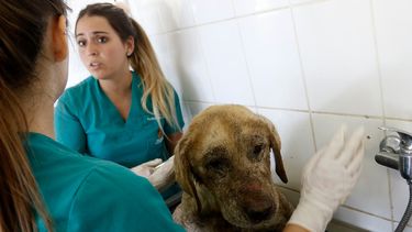 Veterinaria del albergue más grande de Chile llama a sus pares a sumarse: Faltan manos para seguir ayudando