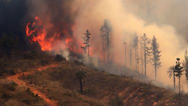 Cambio climático y monocultivos: Chile es escenario ideal para mega incendios forestales