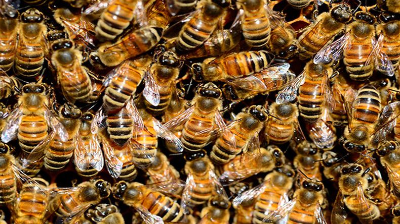 Abejas.jpg