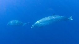 México: Científicos detectan especie marina que podría ser nueva para la ciencia