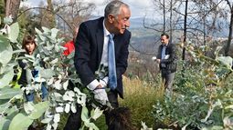 Presidente de Portugal arranca eucaliptos con sus propias manos como medida anti-incendios
