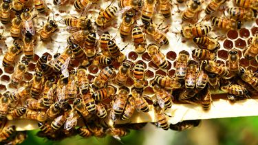 Campaña llama a donar azúcar para salvar abejas afectadas por incendios