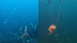 Más de 300 peces estarían atrapados en redes fantasmas en el fondo de Lago Llanquihue según denuncia de buzos