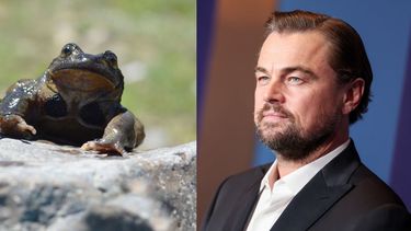 Coeva vota este lunes futuro del proyecto eléctrico en Alto Maule, mientras Leonardo DiCaprio alerta por amenaza a ranita del Pehuenche.&nbsp;