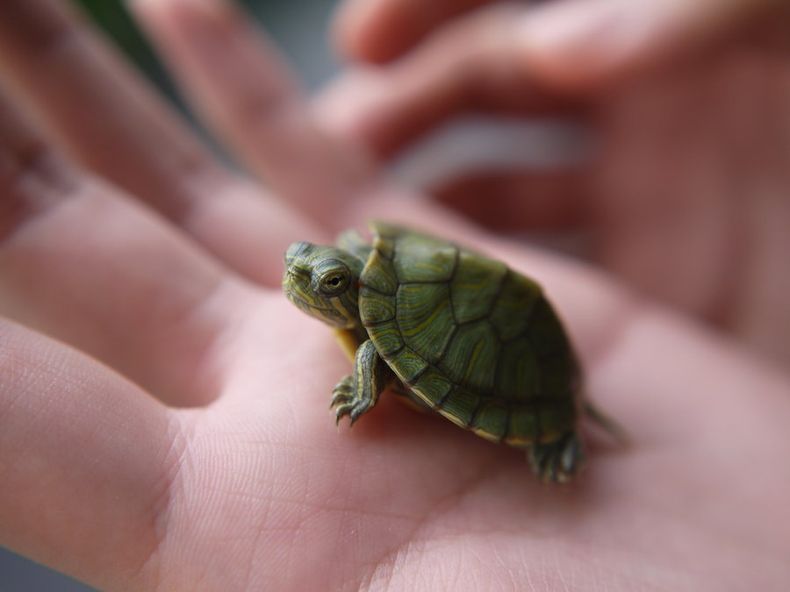 tortuga 1.jpg