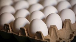 Aumenta el precio del huevo y baja la producción: Consecuencias de gripe aviar en Chile