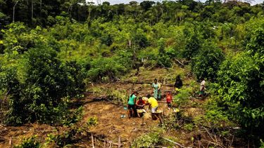 Comunidades indígenas de la Amazonía —uitoto, yukuna, tukano y bora— mantienen las chagras, un cultivo itinerante que regenera el bosque, captura carbono y ofrece una alternativa al monocultivo frente a la crisis climática y la pérdida de biodiversidad.