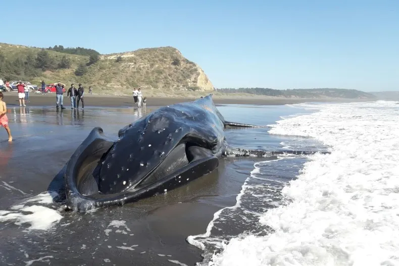 11193 ballena.webp