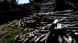 Acusados de robo de madera, incluyendo carabinero dado de baja, quedan libres y sin cautelares