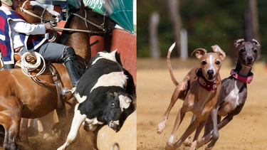 A propósito de Fiestas Patrias: Anuncian marcha nacional contra carrera de perros y el rodeo