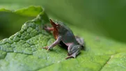 en peligro de extincion: convenio internacional e investigacion conjunta ayudaran a la preservacion de la ranita de darwin