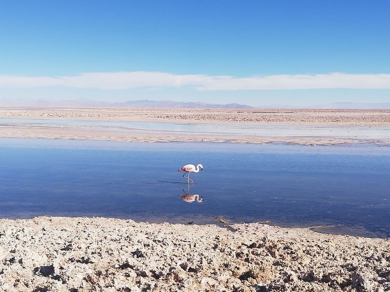 salarAtacama.jpeg