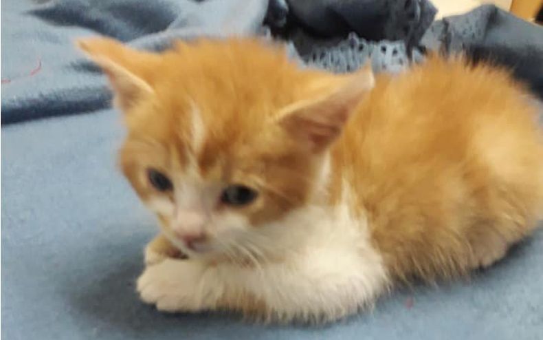 gatita ema.jpg