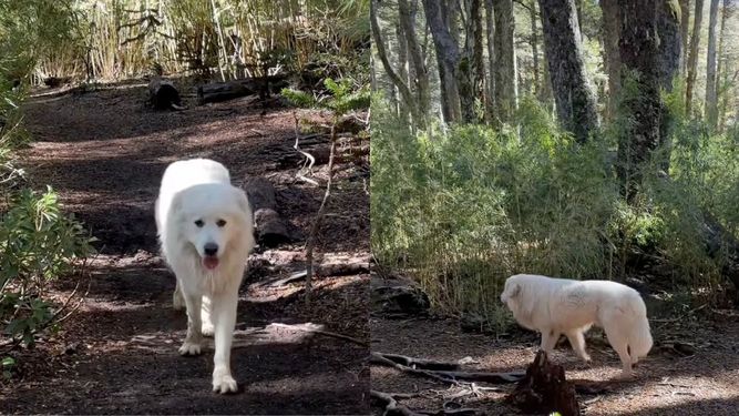 Perro es captado deambulando por Parque Nacional Conguillío. Captura de video IG @fabiandresv