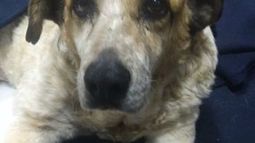 Histórico perrito del Parque Forestal atropellado por Carabineros debió ser eutanasiado