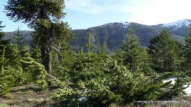 Araucarias milenarias amenazadas por el pino: Documental revela invasión exótica en Malalcahuello