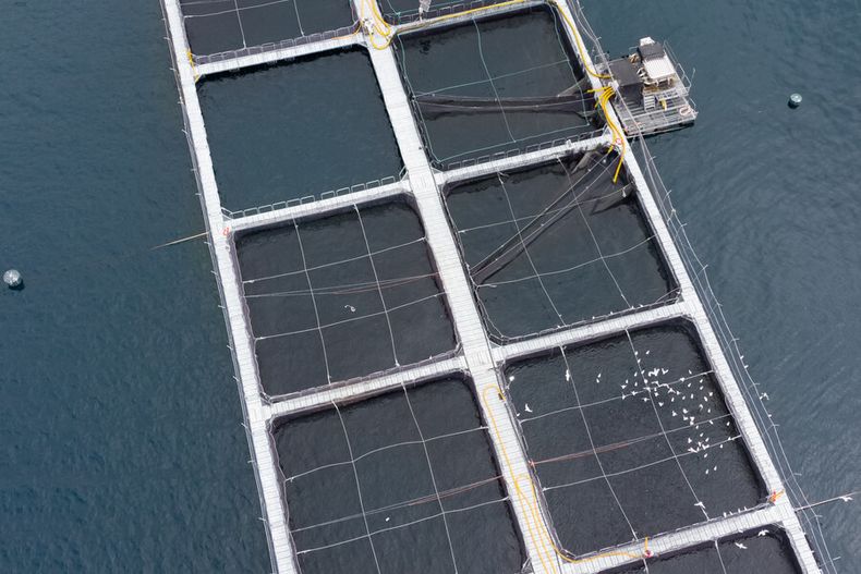 4426 jaulas salmoneras.jpg