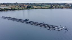 Chile tiene el récord mundial de mortalidad de buzos en la industria salmonera: ¿Podrá hacer algo la ley 21.789? Chile tiene el récord mundial de mortalidad de buzos en la industria salmonera: ¿Podrá hacer algo la ley 21.789?