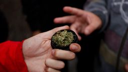 “Necesitamos saber qué es lo que están consumiendo nuestros jóvenes”: 480 muestras de marihuana decomisada serán analizadas por el ISP
