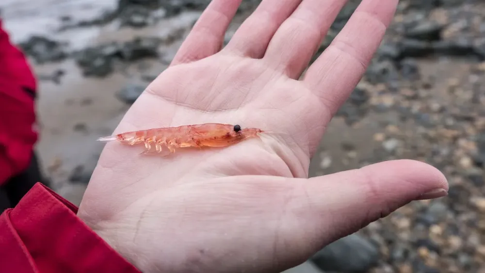 Pesca de krill antártico como superalimento para humanos y salmones amenaza alimentación de ballenas