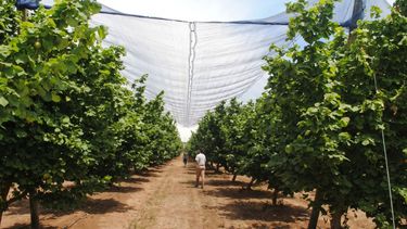 Los libros, editados por el académico de la UdeC Richard Bastías, se presentaron en Chillán en el marco del Centro Fruticultura Sur y abordan el uso de plásticos y mallas en cerezos y la respuesta del avellano europeo a heladas, calor y estrés hídrico.