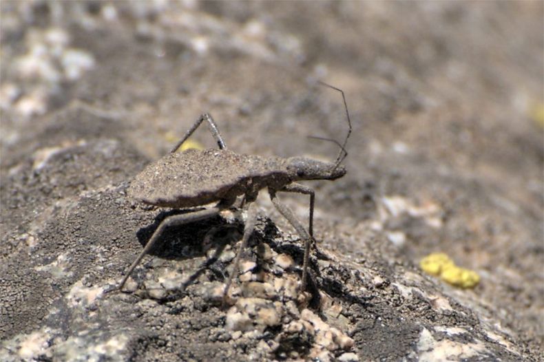 una vinchuca silvestre que esta camuflada scaled e1698270816680.jpg